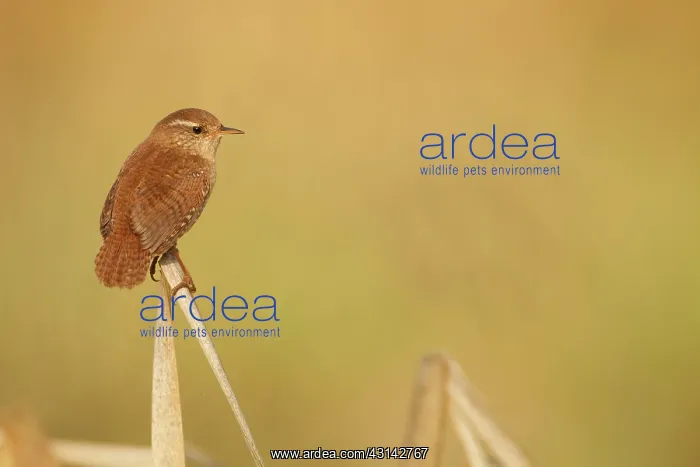 : Eurasian Wren : Eurasian Wren