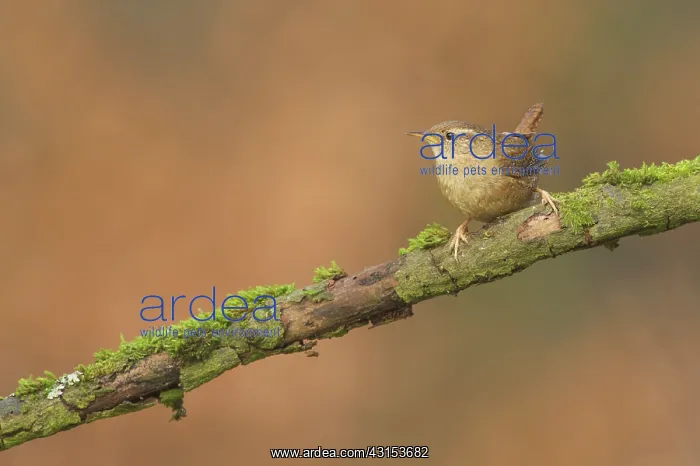 : Eurasian Wren : Eurasian Wren