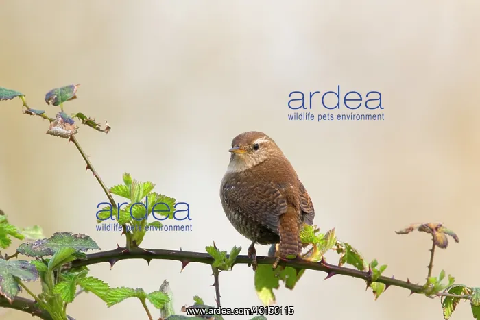 : Eurasian Wren : Eurasian Wren