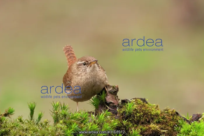 : Eurasian Wren : Eurasian Wren