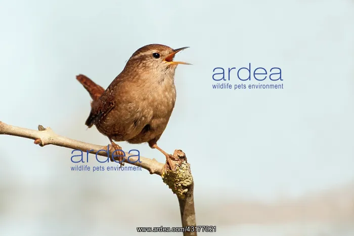 : Eurasian Wren : Eurasian Wren