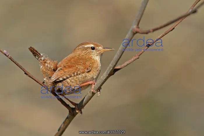 : Eurasian Wren : Eurasian Wren
