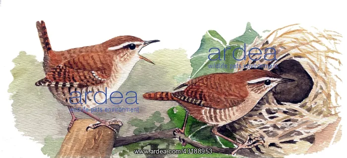 : Eurasian Wren : Eurasian Wren