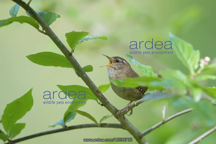 : Eurasian Wren : Eurasian Wren