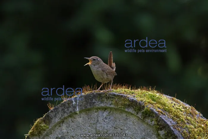 : Eurasian Wren : Eurasian Wren