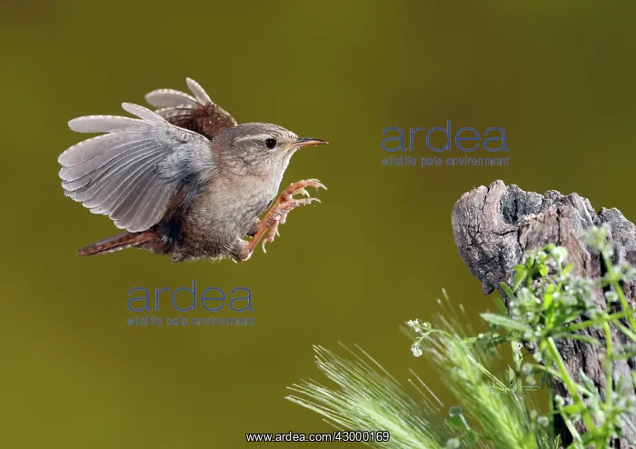: Eurasian Wren - adult in flight : Eurasian Wren - adult in flight