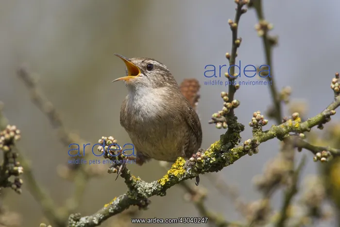  : Eurasian Wren - adult male - Germany