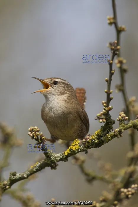  : Eurasian Wren - adult male - Germany