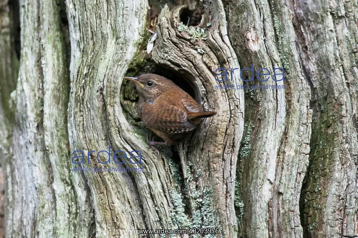 : Eurasian wren (Troglodytes troglodytes), Emsland : Eurasian wren (Troglodytes troglodytes), Emsland