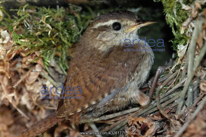 : Eurasian wren (Troglodytes troglodytes), old bird : Eurasian wren (Troglodytes troglodytes), old bird
