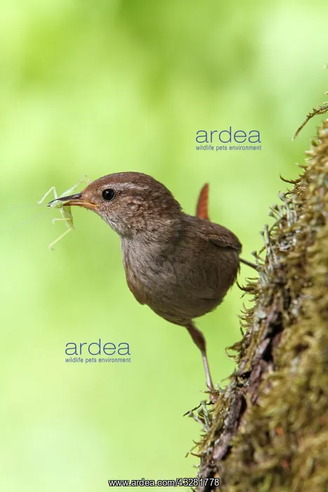 : Eurasian wren (Troglodytes troglodytes), old bird : Eurasian wren (Troglodytes troglodytes), old bird