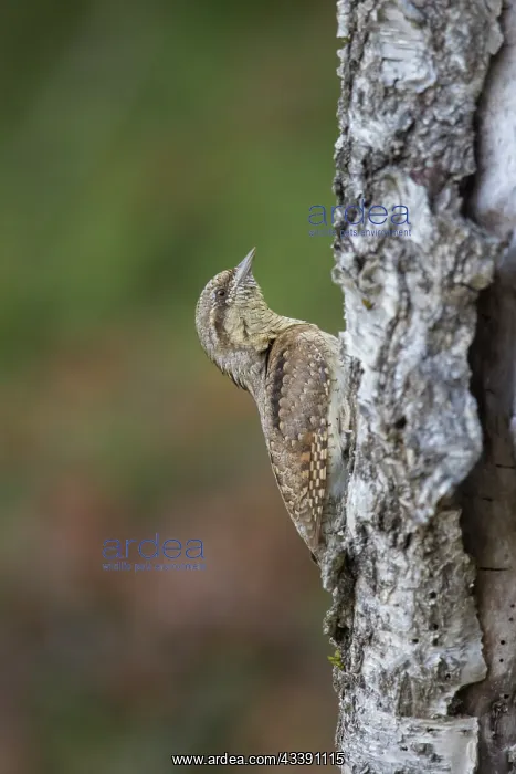 : Eurasian Wryneck : Eurasian Wryneck