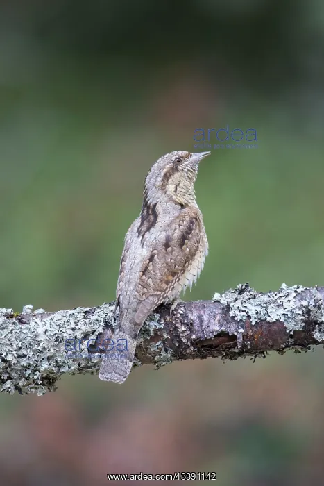 : Eurasian Wryneck : Eurasian Wryneck