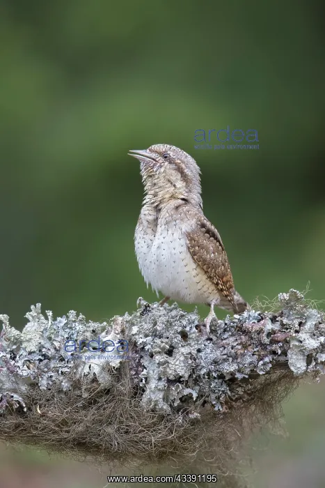 : Eurasian Wryneck : Eurasian Wryneck