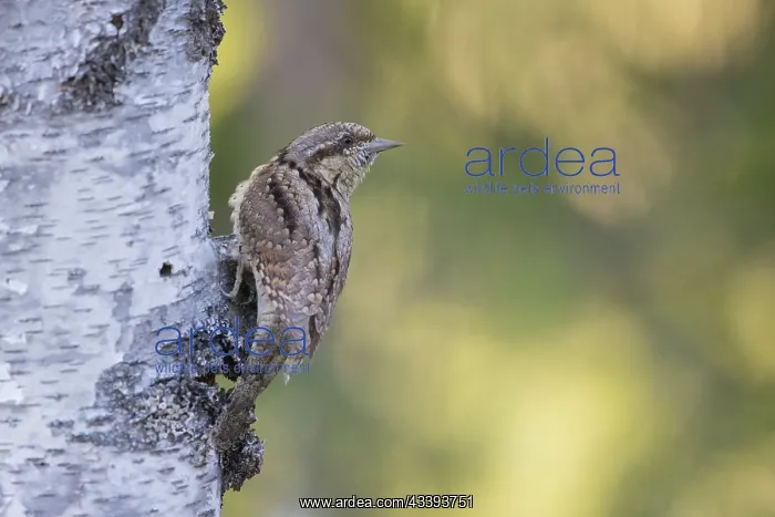 : Eurasian Wryneck : Eurasian Wryneck