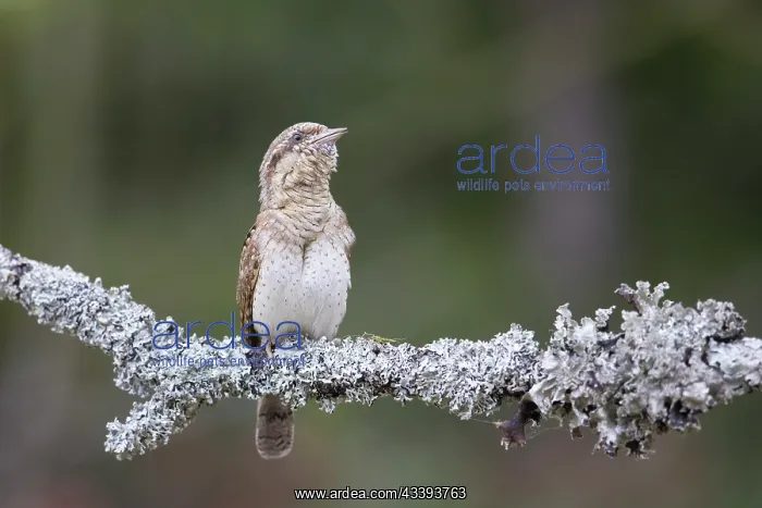 : Eurasian Wryneck : Eurasian Wryneck