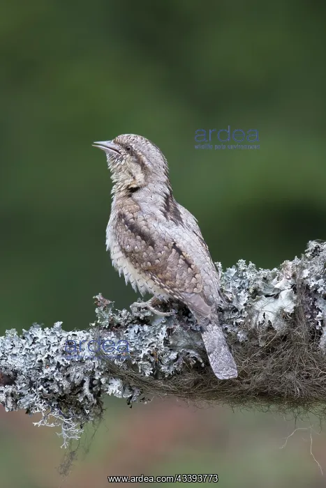 : Eurasian Wryneck : Eurasian Wryneck