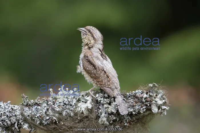 : Eurasian Wryneck : Eurasian Wryneck
