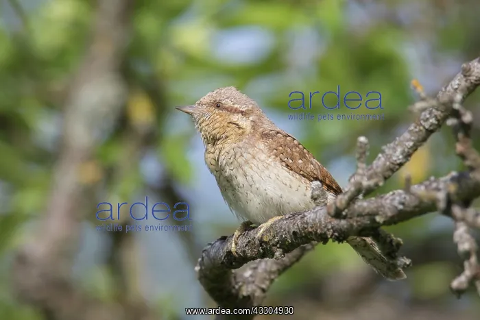 : Eurasian Wryneck - adult bird - Germany : Eurasian Wryneck - adult bird - Germany