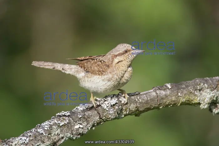 : Eurasian Wryneck - adult bird - Germany : Eurasian Wryneck - adult bird - Germany
