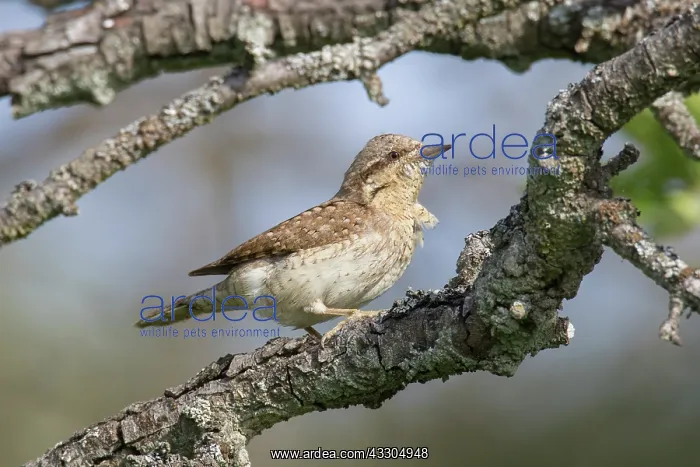 : Eurasian Wryneck - adult bird - Germany : Eurasian Wryneck - adult bird - Germany