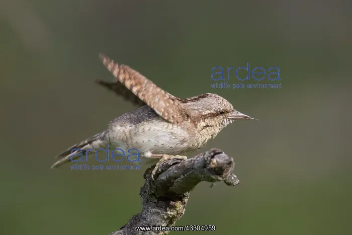 : Eurasian Wryneck - adult bird - Germany : Eurasian Wryneck - adult bird - Germany