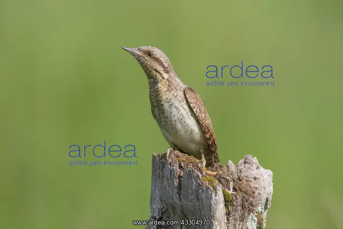 : Eurasian Wryneck - adult bird - Germany : Eurasian Wryneck - adult bird - Germany