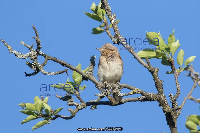 : Eurasian Wryneck - adult bird - Germany : Eurasian Wryneck - adult bird - Germany