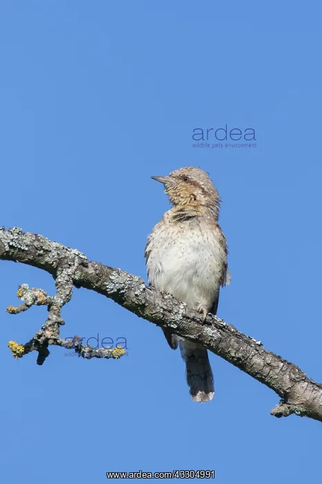 : Eurasian Wryneck - adult bird - Germany : Eurasian Wryneck - adult bird - Germany