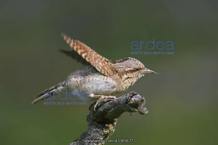 : Eurasian wryneck (Jynx torquilla), northern wryneck : Eurasian wryneck (Jynx torquilla), northern wryneck