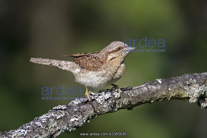 : Eurasian wryneck (Jynx torquilla), northern wryneck : Eurasian wryneck (Jynx torquilla), northern wryneck