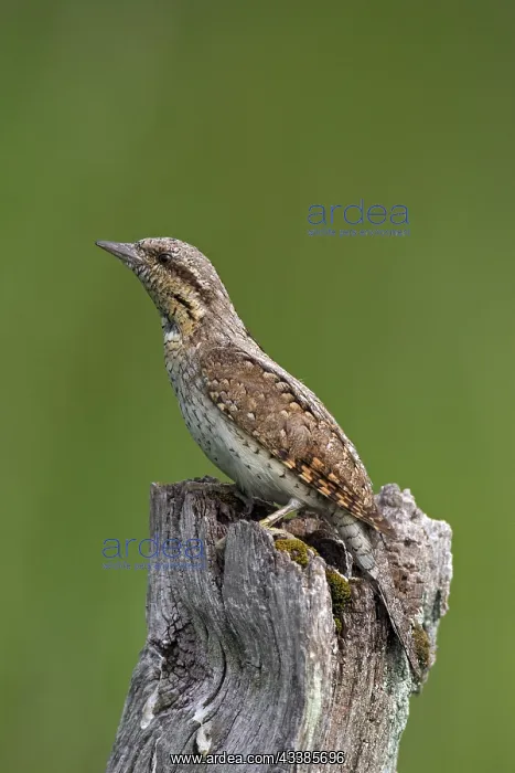 : Eurasian wryneck (Jynx torquilla), northern wryneck : Eurasian wryneck (Jynx torquilla), northern wryneck