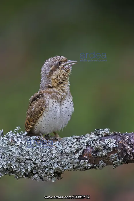: Eurasian wryneck (Jynx torquilla), northern wryneck : Eurasian wryneck (Jynx torquilla), northern wryneck