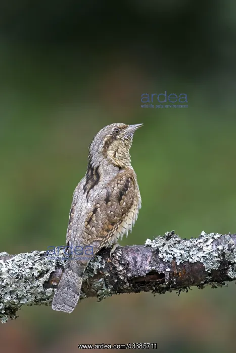 : Eurasian wryneck (Jynx torquilla), northern wryneck : Eurasian wryneck (Jynx torquilla), northern wryneck