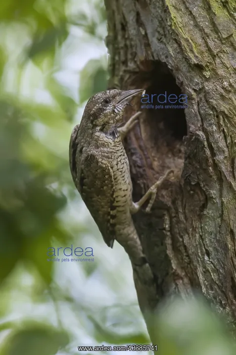 : Eurasian wryneck (Jynx torquilla), northern wryneck : Eurasian wryneck (Jynx torquilla), northern wryneck