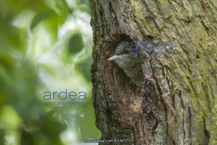 : Eurasian wryneck (Jynx torquilla), northern wryneck : Eurasian wryneck (Jynx torquilla), northern wryneck