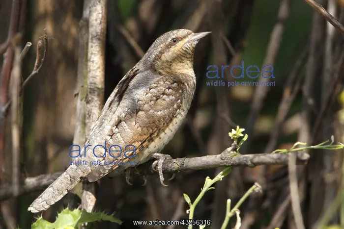 : Eurasian Wryneck (Jynx torquilla) on a branch : Eurasian Wryneck (Jynx torquilla) on a branch