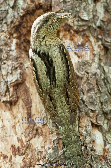 : Eurasian Wryneck (Jynx torquilla) at the breeding : Eurasian Wryneck (Jynx torquilla) at the breeding