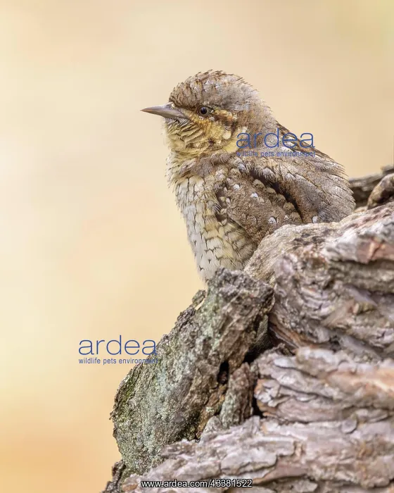 : Eurasian wryneck (Jynx torquilla) camouflage plumage : Eurasian wryneck (Jynx torquilla) camouflage plumage