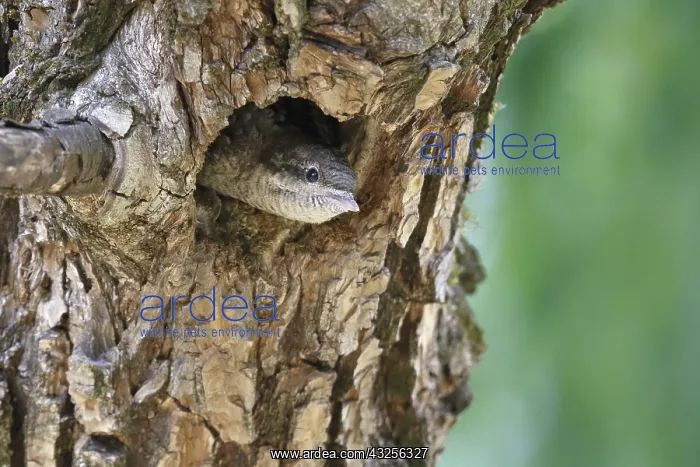 : Eurasian Wryneck (Jynx torquilla) chick with it : Eurasian Wryneck (Jynx torquilla) chick with it