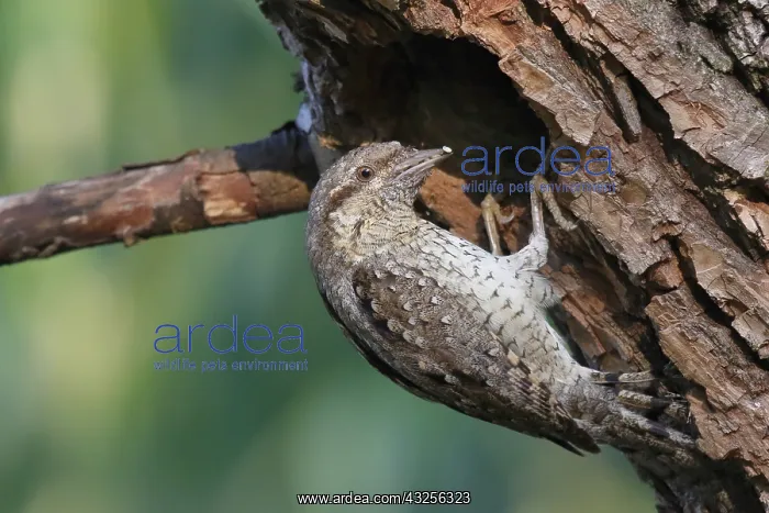 : Eurasian Wryneck (Jynx torquilla) with food for : Eurasian Wryneck (Jynx torquilla) with food for