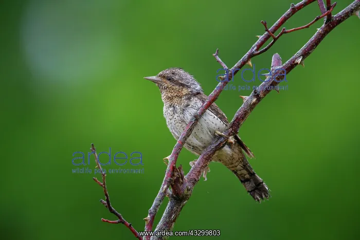  : Eurasian wryneck (Jynx torquilla) Germany