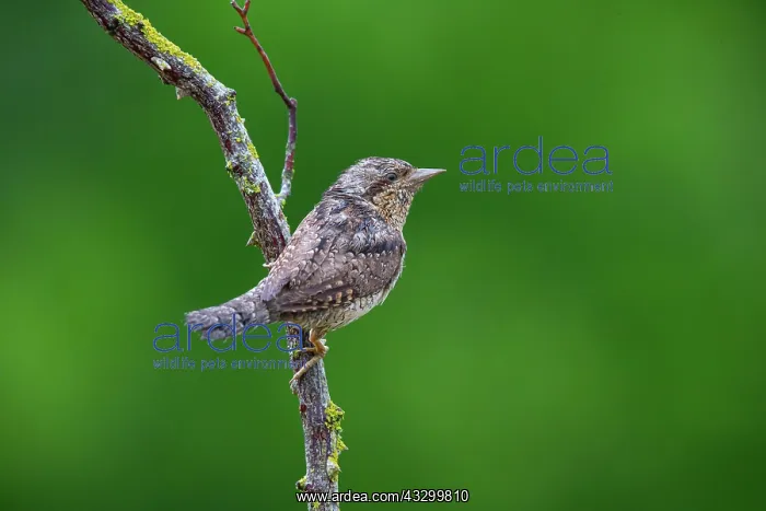 : Eurasian wryneck (Jynx torquilla) Germany : Eurasian wryneck (Jynx torquilla) Germany
