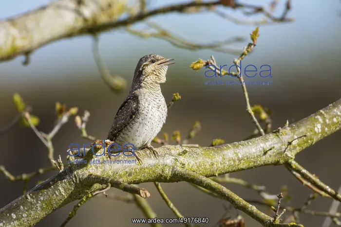 : Eurasian wryneck (Jynx torquilla) Germany : Eurasian wryneck (Jynx torquilla) Germany
