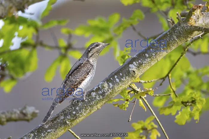 : Eurasian wryneck (Jynx torquilla) Germany : Eurasian wryneck (Jynx torquilla) Germany