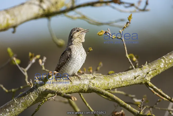 : Eurasian wryneck (Jynx torquilla) Germany : Eurasian wryneck (Jynx torquilla) Germany