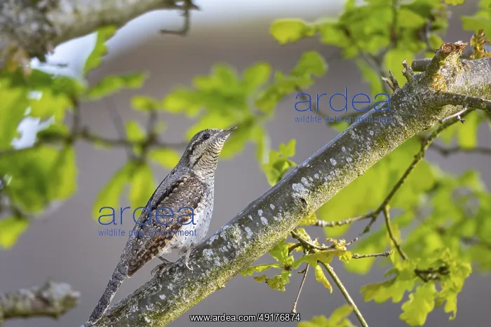 : Eurasian wryneck (Jynx torquilla) Germany : Eurasian wryneck (Jynx torquilla) Germany