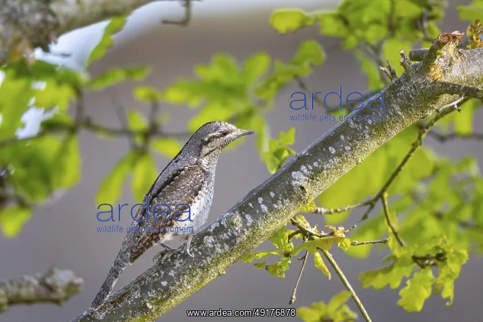 : Eurasian wryneck (Jynx torquilla) Germany : Eurasian wryneck (Jynx torquilla) Germany
