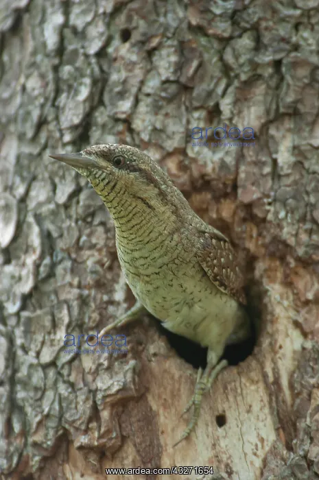 : Eurasian Wryneck (Jynx torquilla) looking out of : Eurasian Wryneck (Jynx torquilla) looking out of