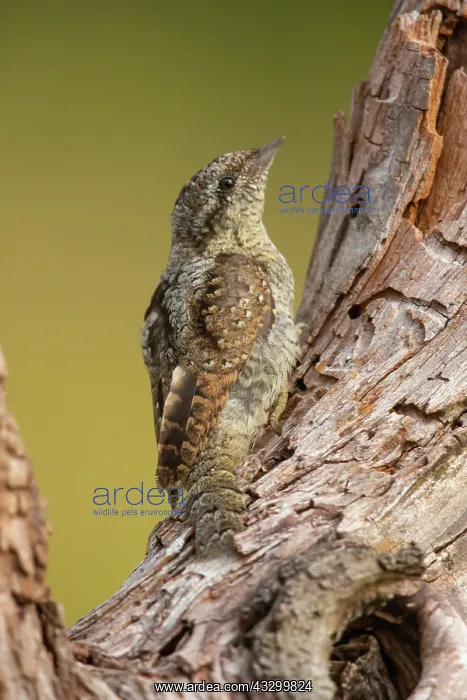 : Eurasian wryneck (Jynx torquilla) with perfect camouflage : Eurasian wryneck (Jynx torquilla) with perfect camouflage